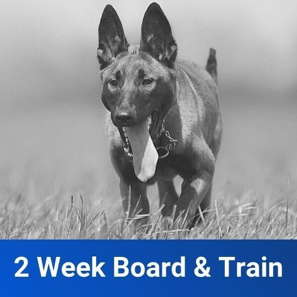 2 Week Board and Train Upgrade